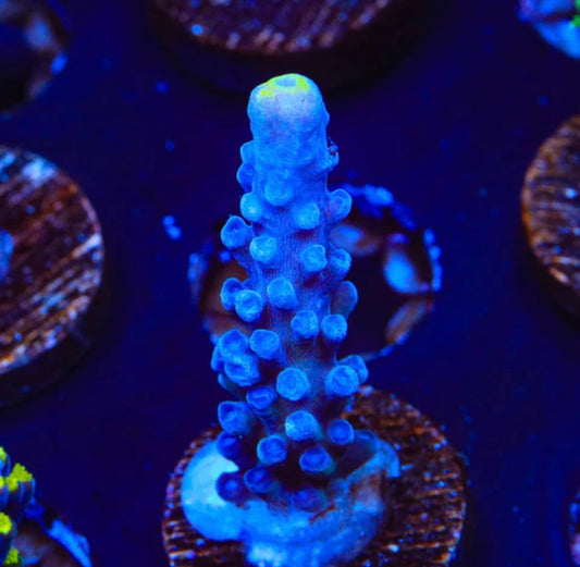 WWC Yellow Tip Acropora - Aquacultured Stock Frag