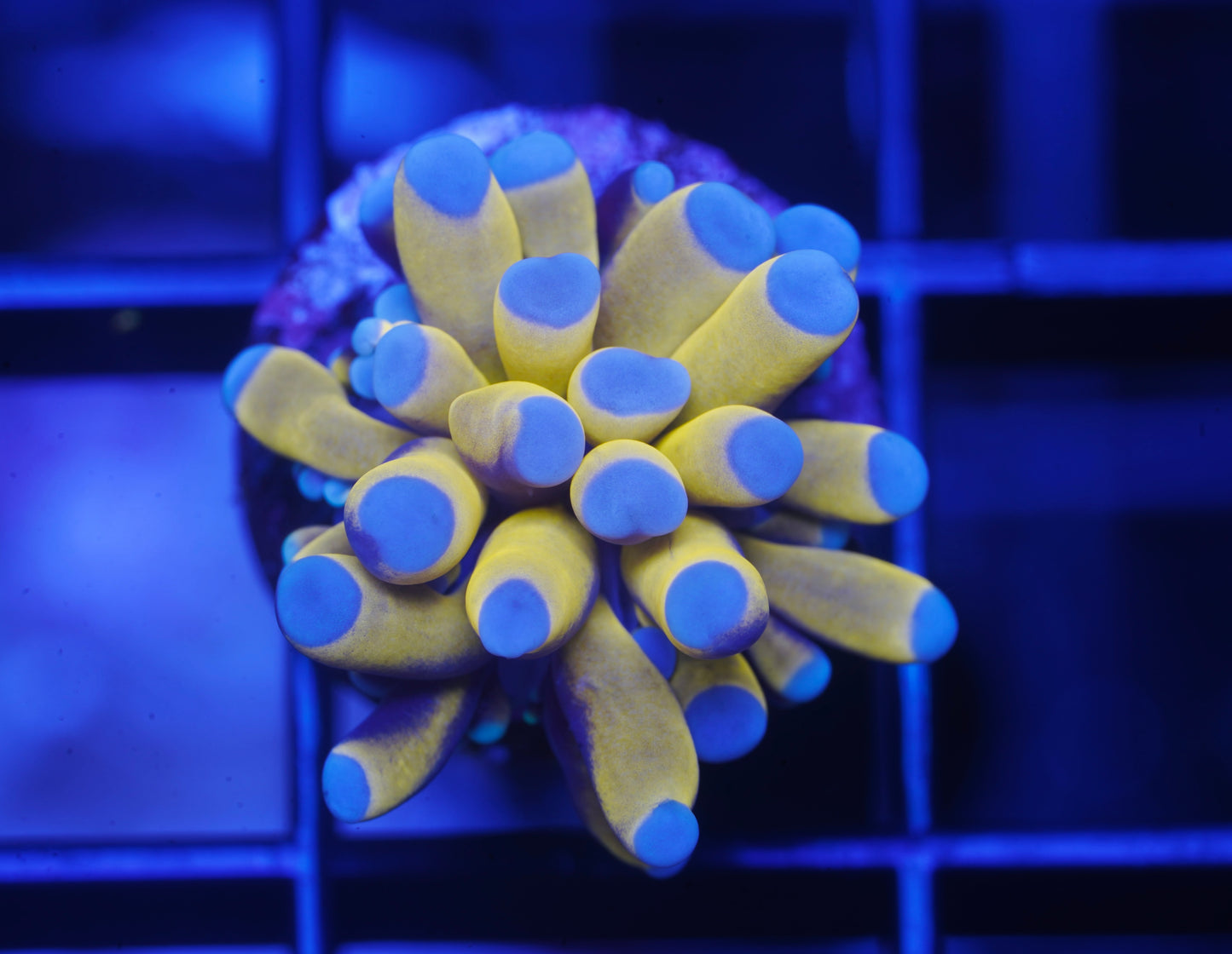 Captive Spawned Gold Torch - Aquacultured WYSIWYG