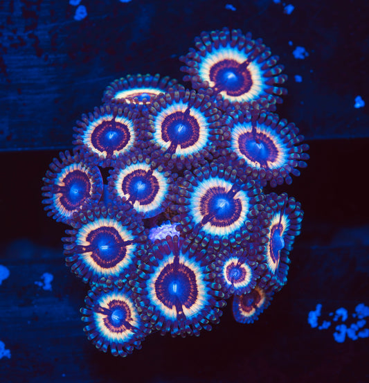 Vampire in Drag Zoanthid Mini-Colony - Aquacultured WYSIWYG