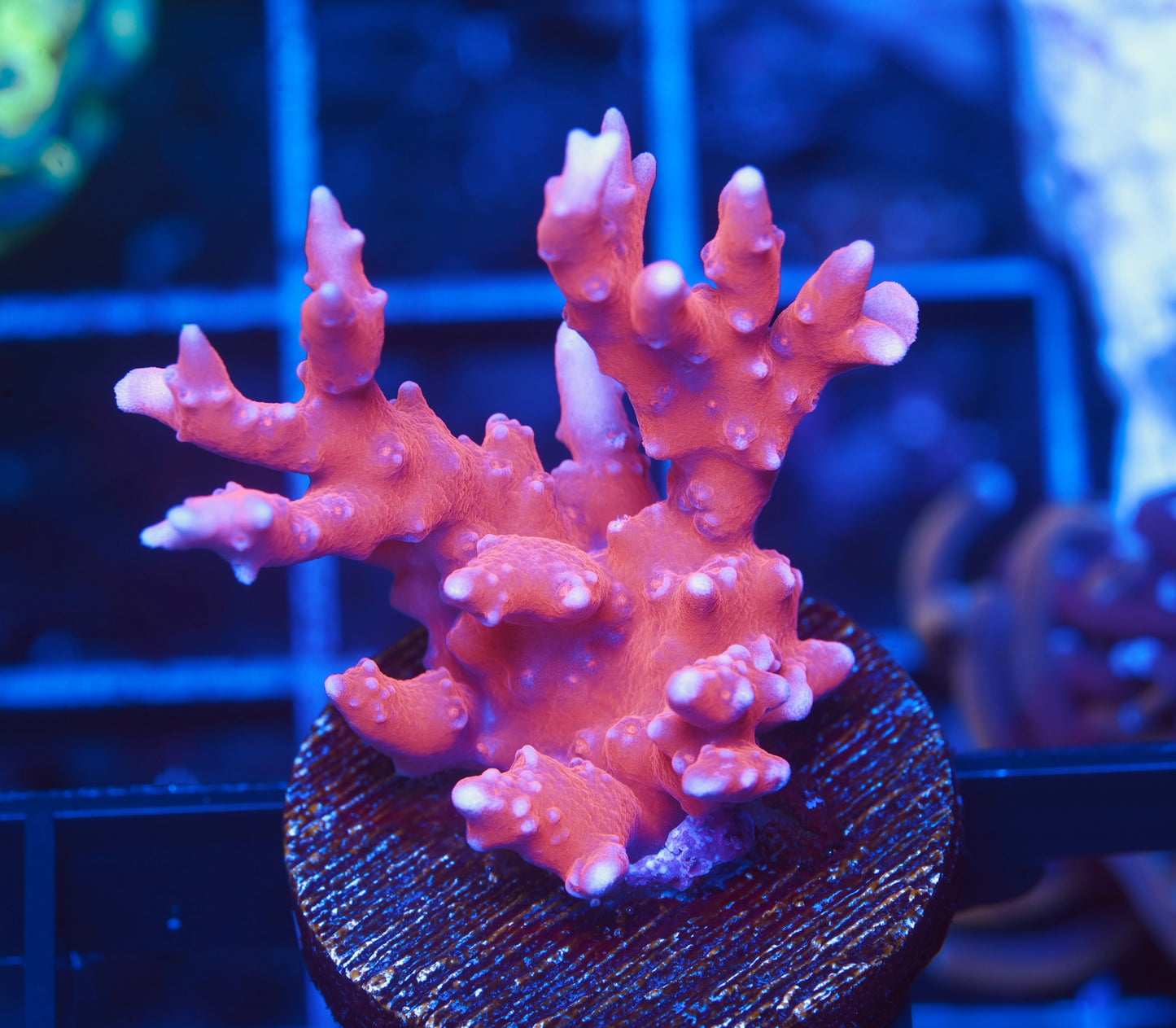 JF TNT Anacropora - Aquacultured WYSIWYG
