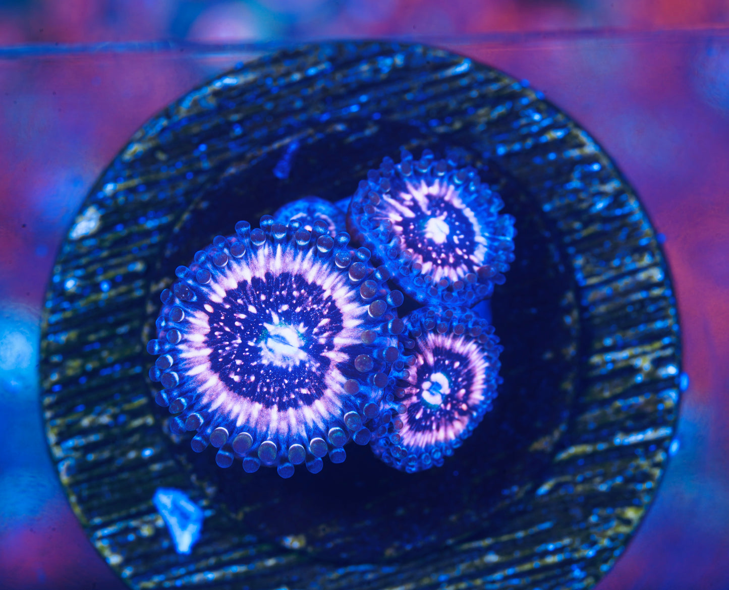 Pink Zipper Zoanthid  - Aquacultured WYSIWYG