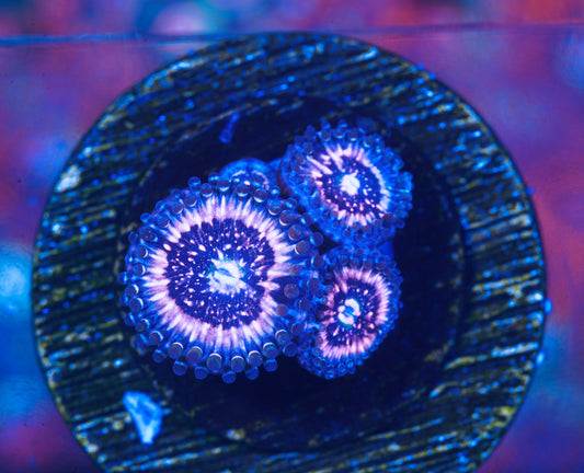 Pink Zipper Zoanthid  - Aquacultured WYSIWYG