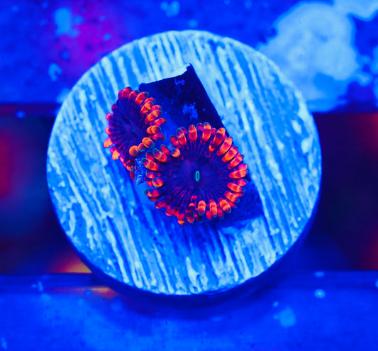 JF Fairy Fart Zoanthid - Aquacultured WYSIWYG