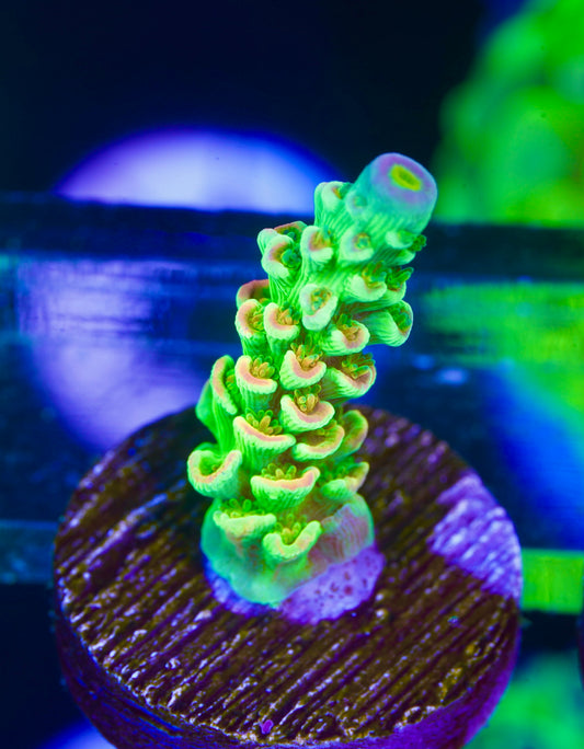 TSA Peter Pan Acropora - Aquacultured WYSIWYG