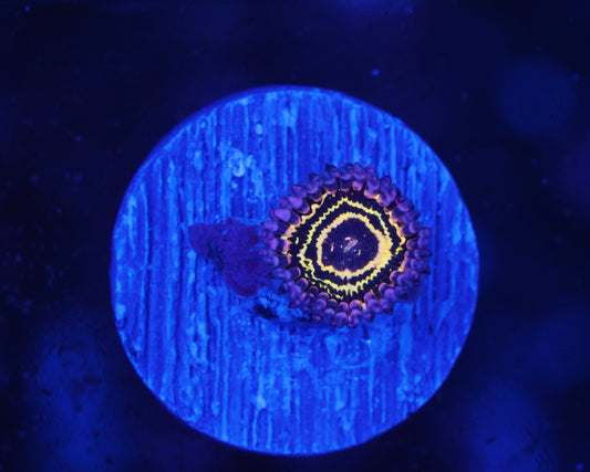 Stratosphere Zoanthid - Aquacultured WYSIWYG ~1 Polyp
