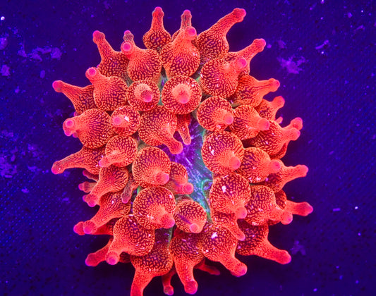 ECC Rainbow Bubble Tip Anenome - Aquacultured WYSIWYG