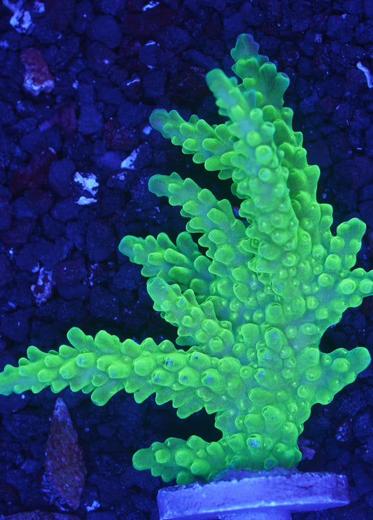 ORA Frogskin Acropora XL - Aquacultured WYSIWYG