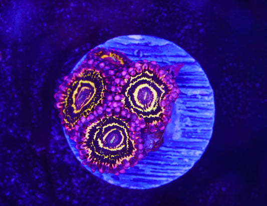 Stratosphere Zoanthid - Aquacultured WYSIWYG ~5 Polyps