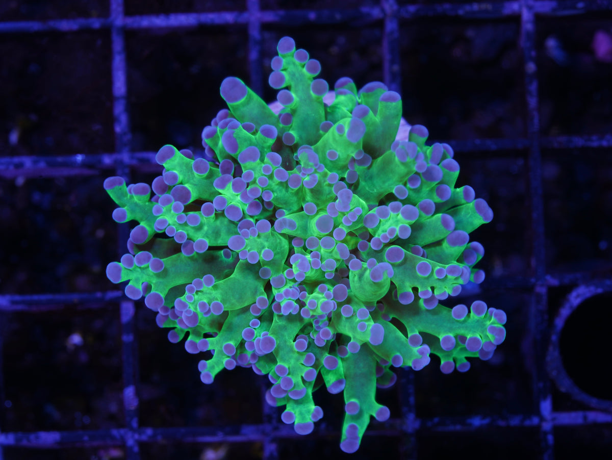 Purple Tip Branching Frogspawn - WYSIWYG Aquacultured