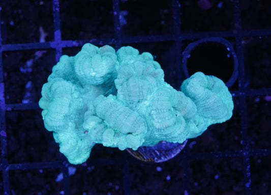 Teal Candy Canes - Aquacultured WYSIWYG