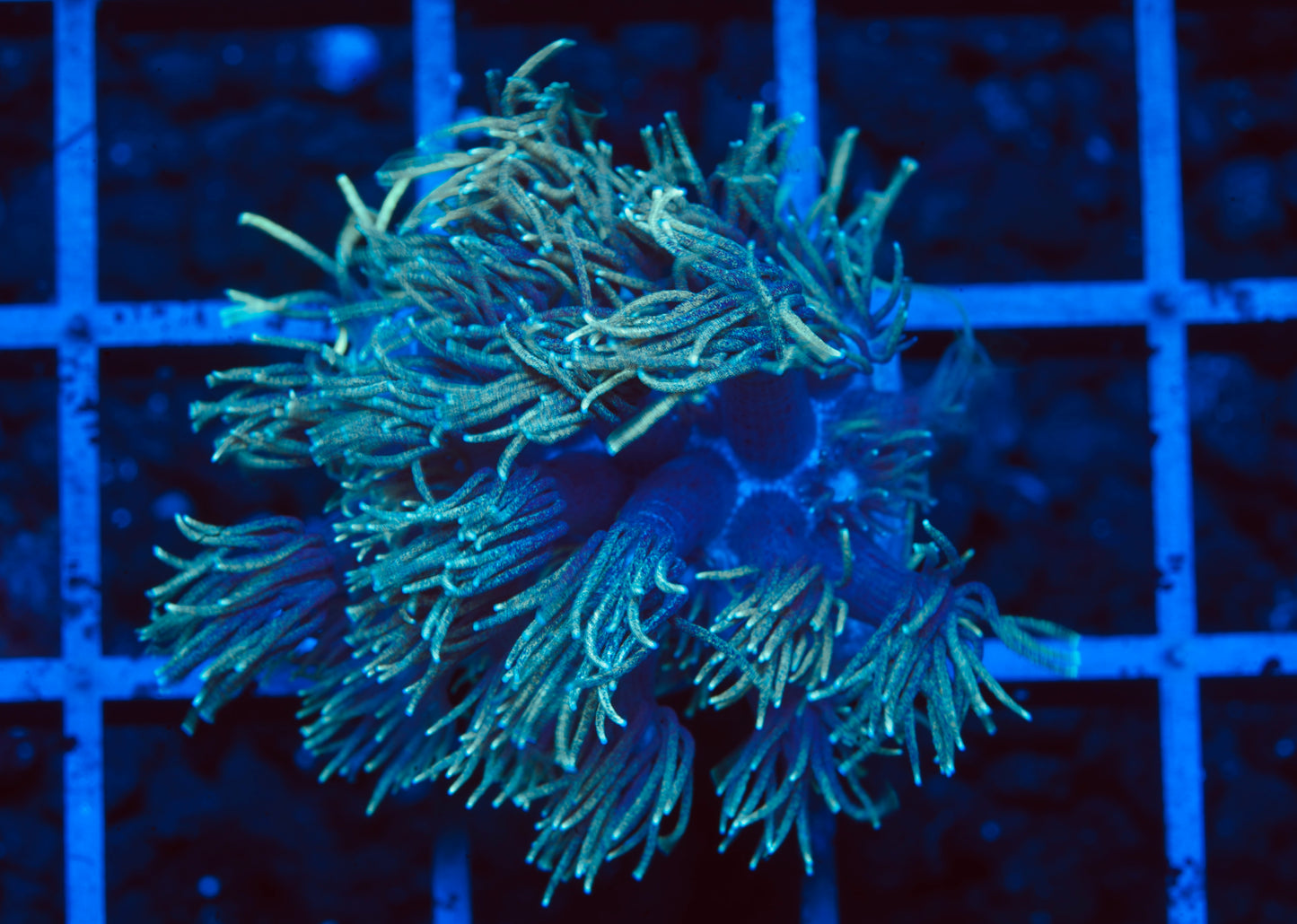 Ultra Neon Goniopora - Aquacultured WYSIWYG