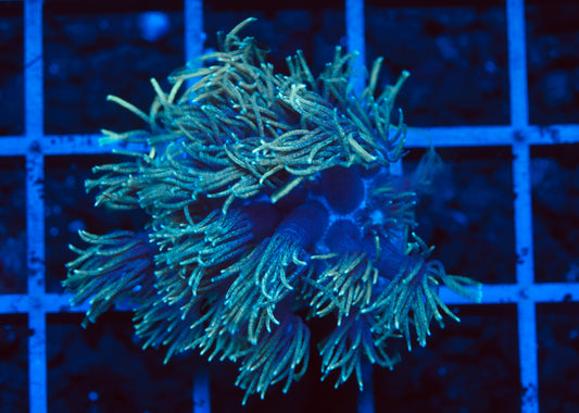 Ultra Neon Goniopora - Aquacultured WYSIWYG