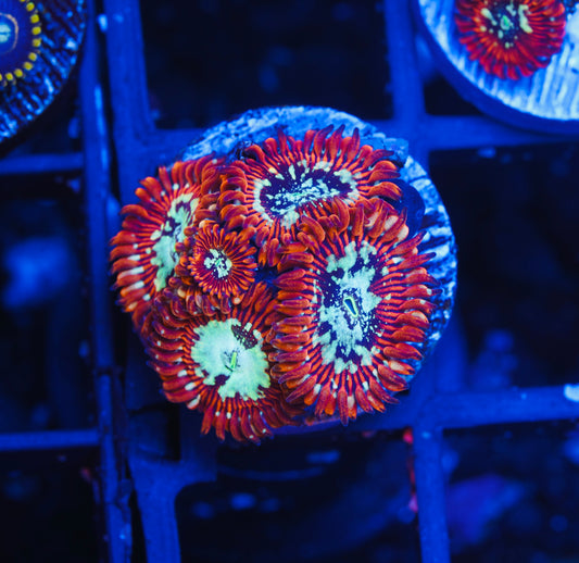 TSA Acid Bath Zoanthid - Aquacultured WYSIWYG
