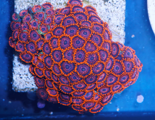 WWC Twizzler Zoanthid Colony - Aquacultured WYSIWYG