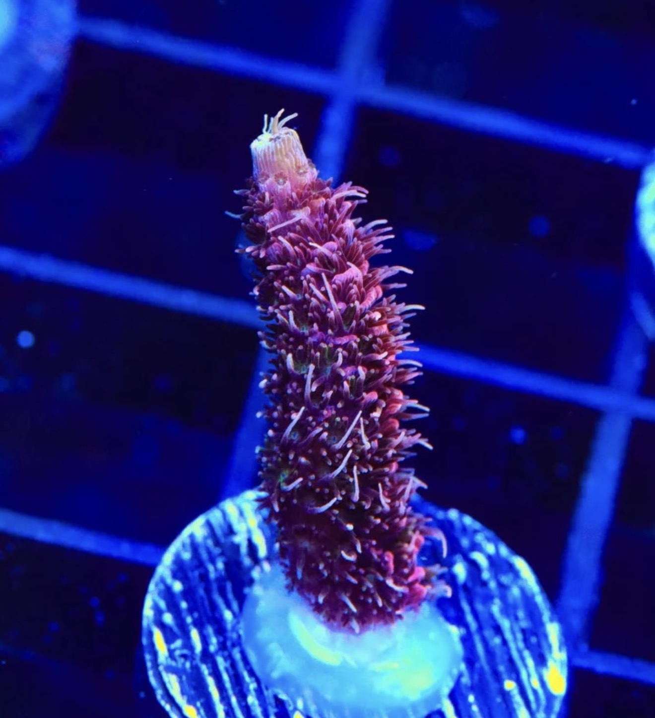 TSA Wooly Mammoth Acropora - Aquacultured Stock Frag