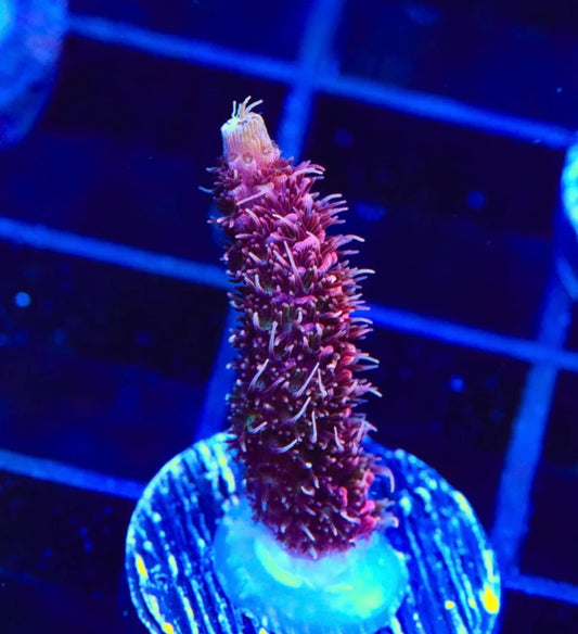 TSA Wooly Mammoth Acropora - Aquacultured Stock Frag