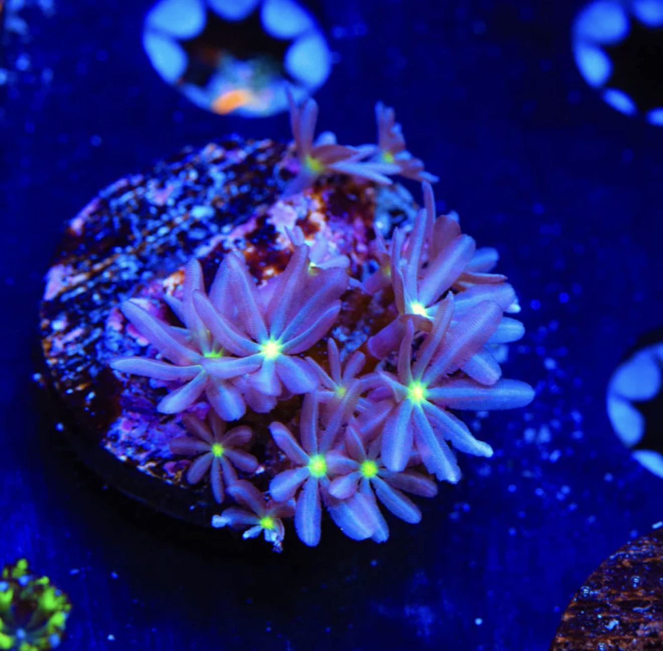 WWC Midnight Daisy Polyps - Aquacultured WYSIWYG