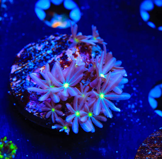 WWC Midnight Daisy Polyps - Aquacultured WYSIWYG