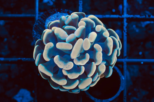 Golden Rainbow Branching Hammer - WYSIWYG Aquacultured