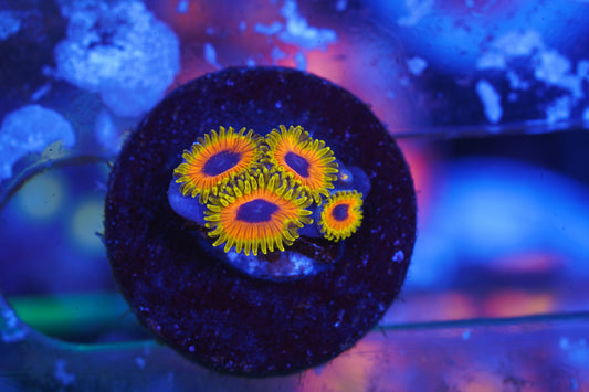 Great Owl Zoanthid - Aquacultured Stock Frag ~ 1 Polyp