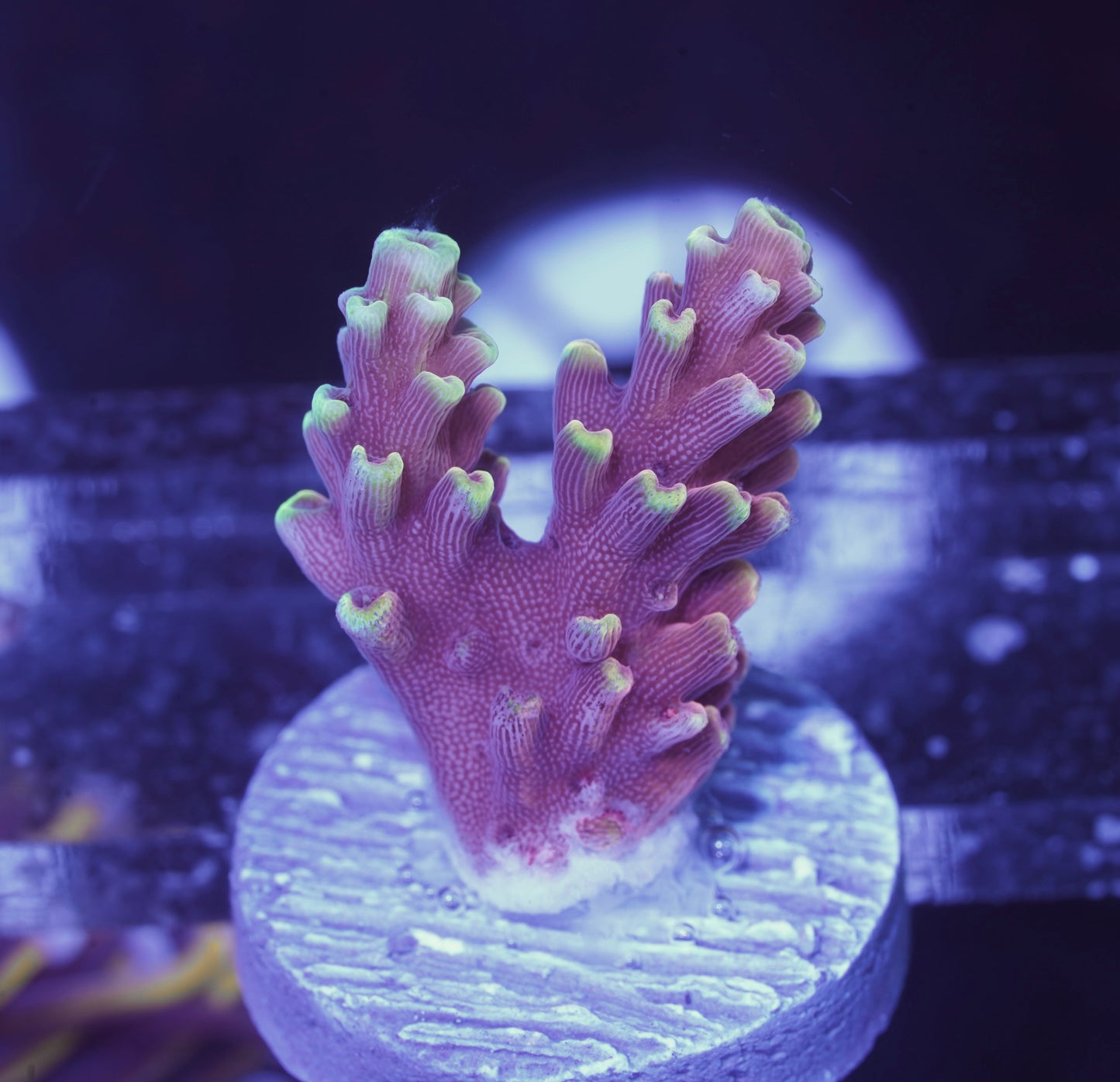 Red Cadillac Acropora - Aquacultured WYSIWYG