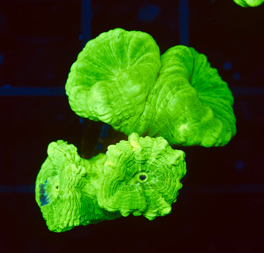 Kryptonite Candy Canes - Aquacultured WYSIWYG