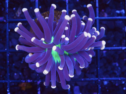 Malaysian Joker Torch - Aquacultured WYSIWYG