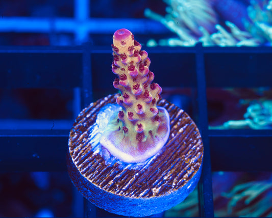 CB Maleficent Acropora - Aquacultured WYSIWYG