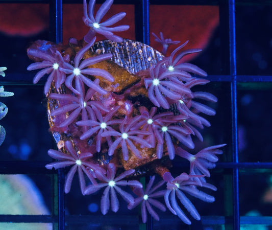 WWC Midnight Daisy Polyps - Aquacultured WYSIWYG