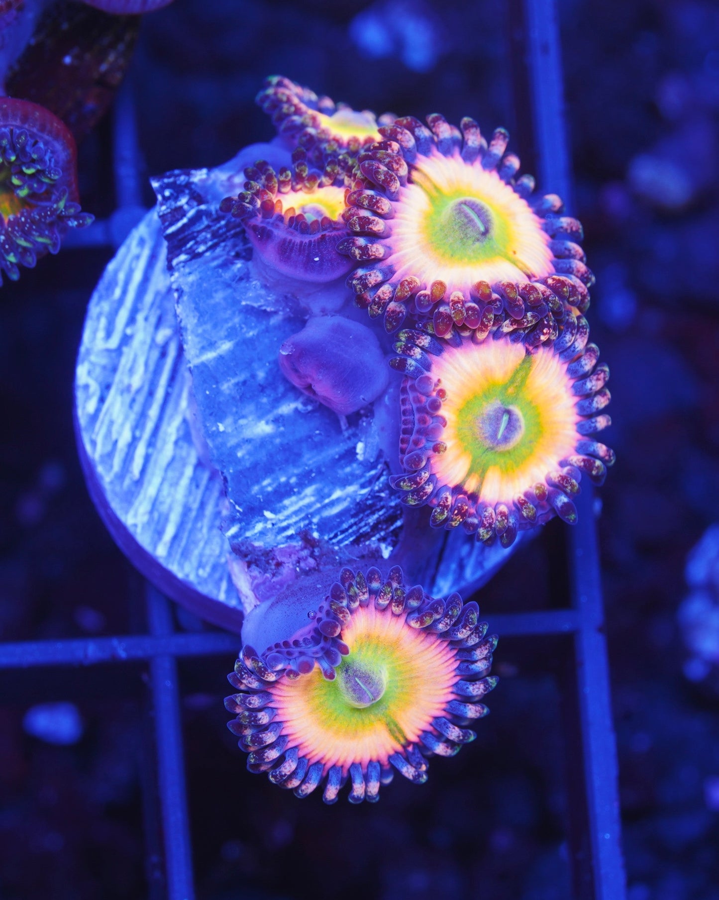 TSA Rainbow Infusion Zoanthid  - Aquacultured WYSIWYG