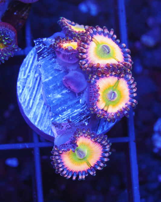 TSA Rainbow Infusion Zoanthid  - Aquacultured WYSIWYG