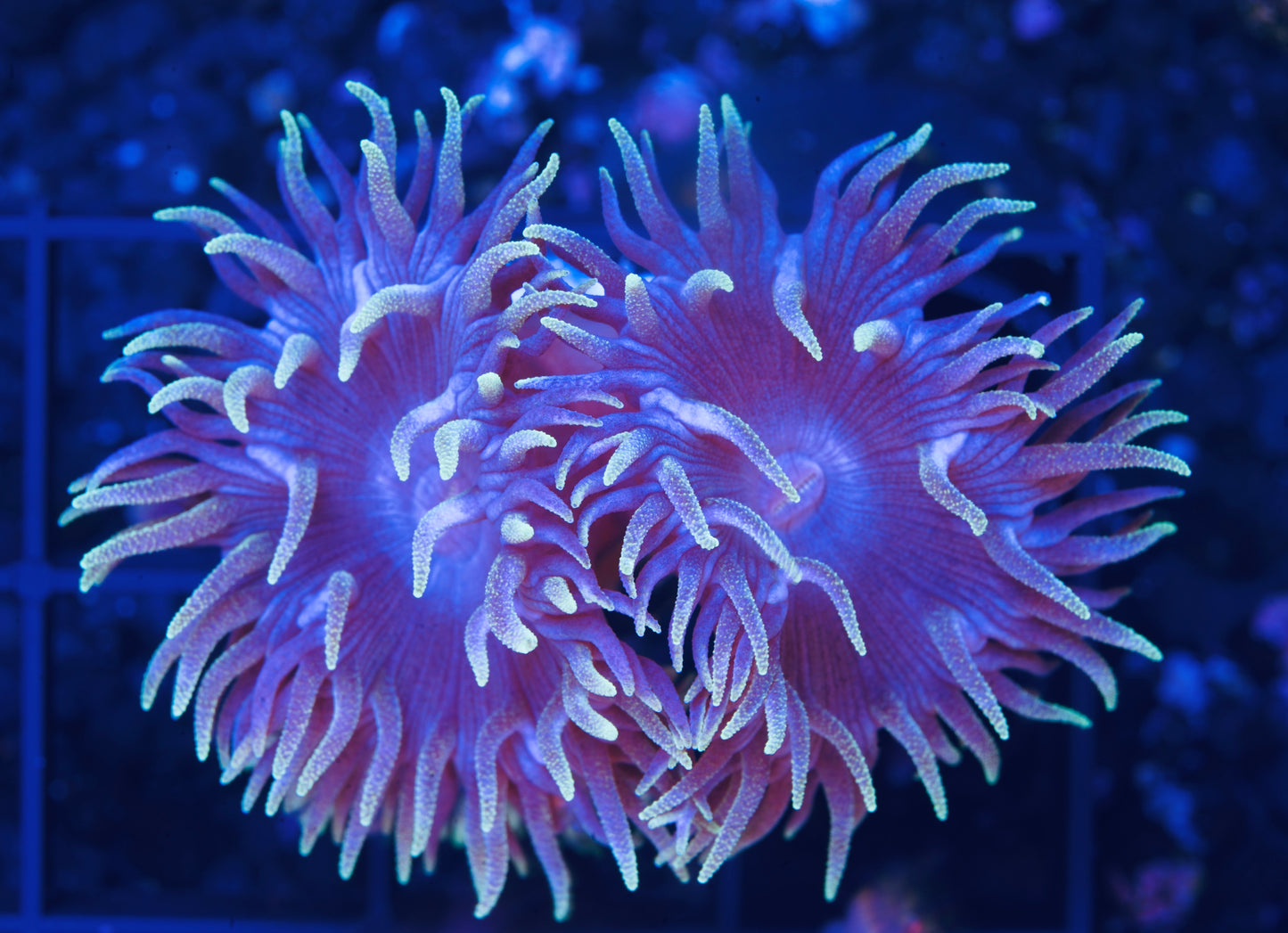 Blue Duncans - Aquacultured WYSIWYG