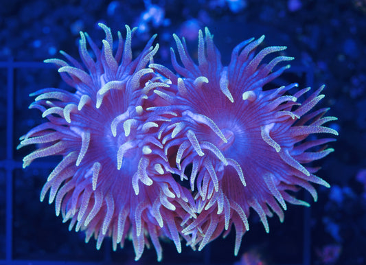 Blue Duncans - Aquacultured WYSIWYG