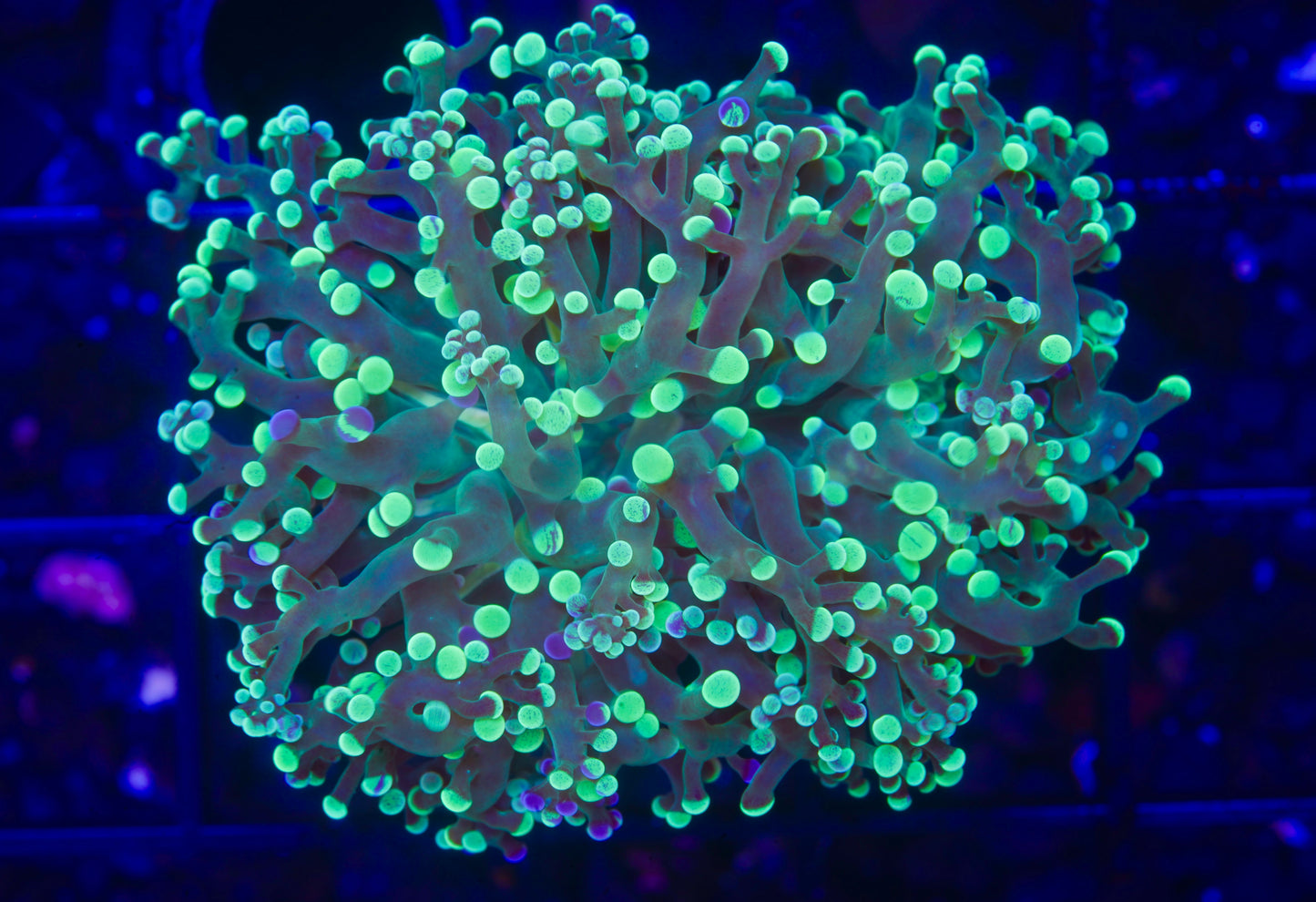 Bi-Colored Frogspawn - Aquacultured WYSIWYG