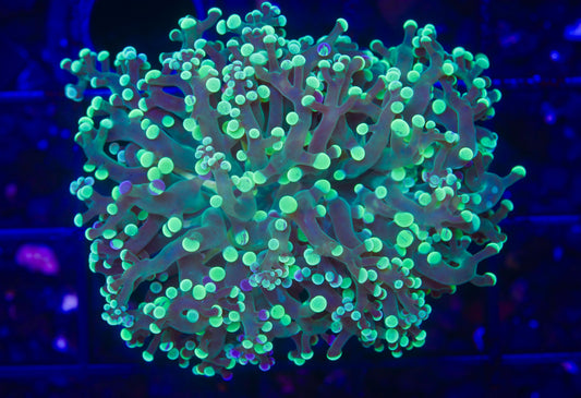 Bi-Colored Frogspawn - Aquacultured WYSIWYG