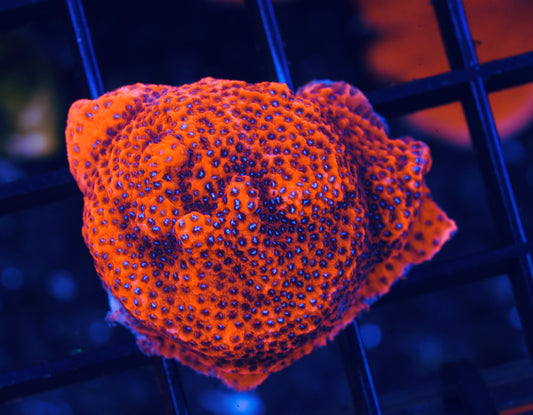 Mystic Sunset Montipora - Aquacultured WYSIWYG
