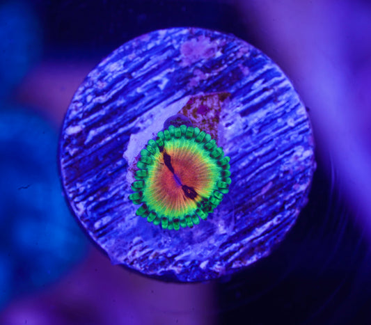 JF Bloodshot Zoanthid - Aquacultured WYSIWYG