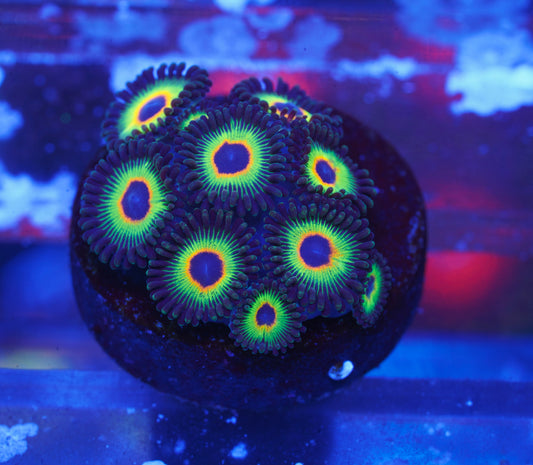 WWC Bob Marley Zoanthid - Aquacultured WYSIWYG