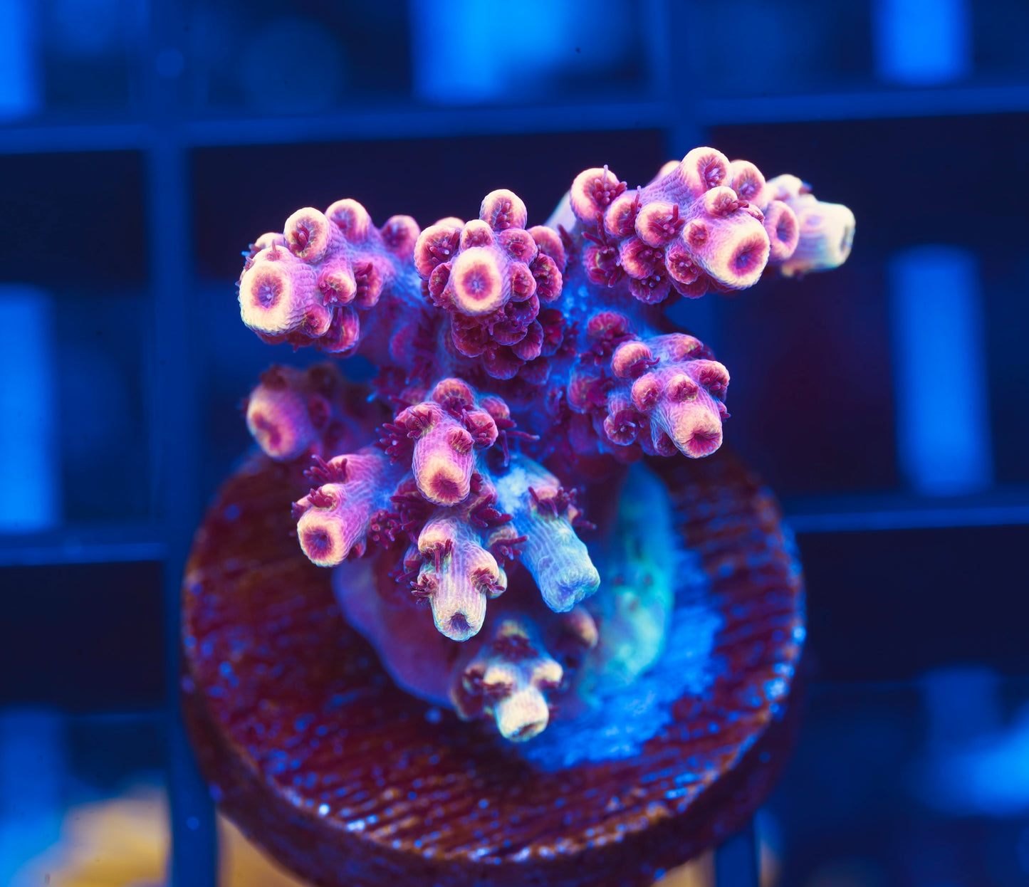 TSA Fruity Pebbles Acropora - Aquacultured WYSIWYG