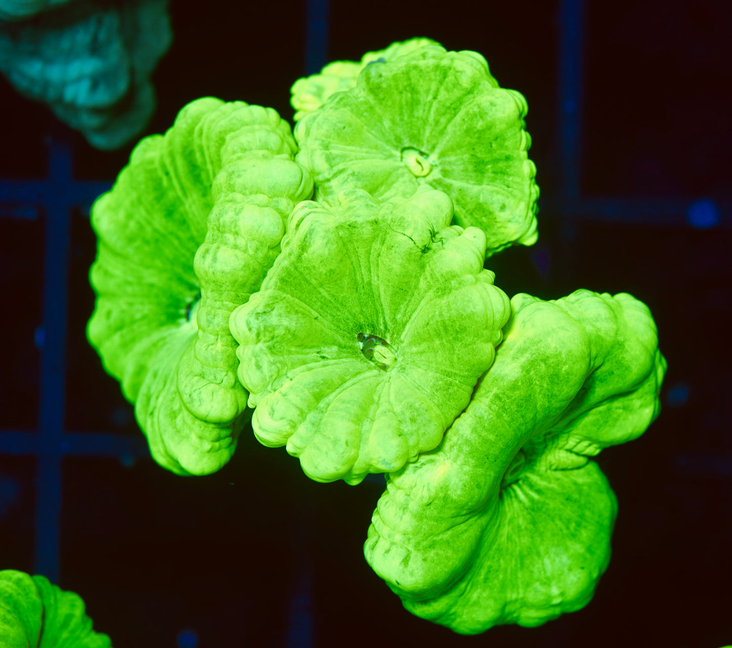 Kryptonite Candy Canes - Aquacultured WYSIWYG