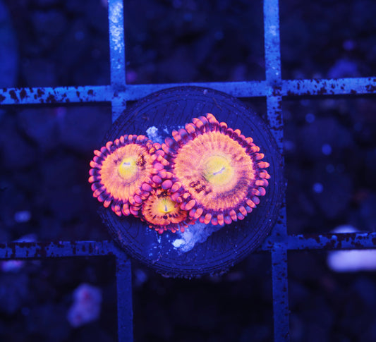 SDC Screwdriver Zoanthid - Aquacultured WYSIWYG