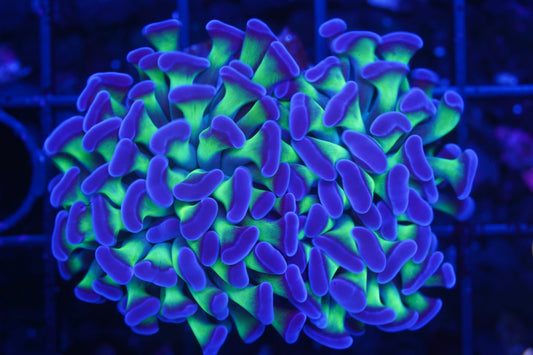 Purple Tip Green Branching Hammer ~2 heads - Aquacultured WYSIWYG