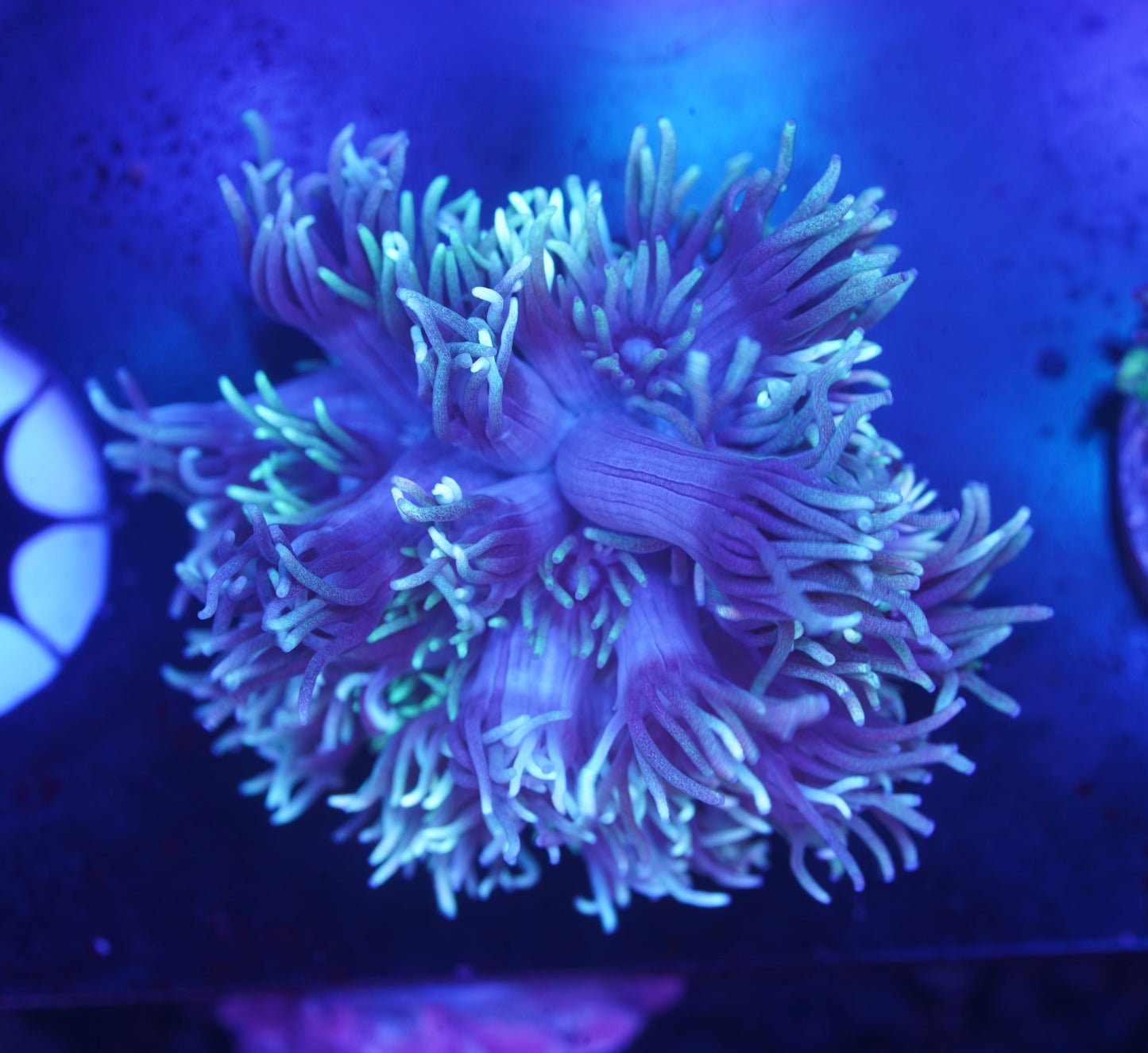 Purple Goniopora - Aquacultured WYSIWYG
