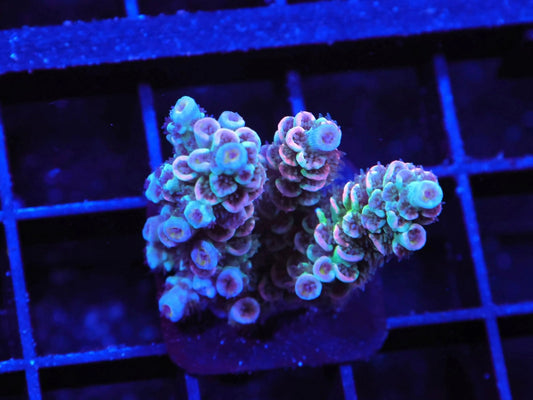Indo Premium Rainbow Tenuis Acropora - WYSIWYG