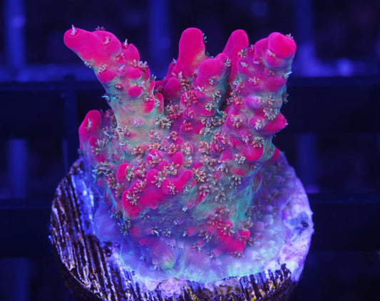Tyree Pinky The Bear Acropora- Aquacultured WYSIWYG