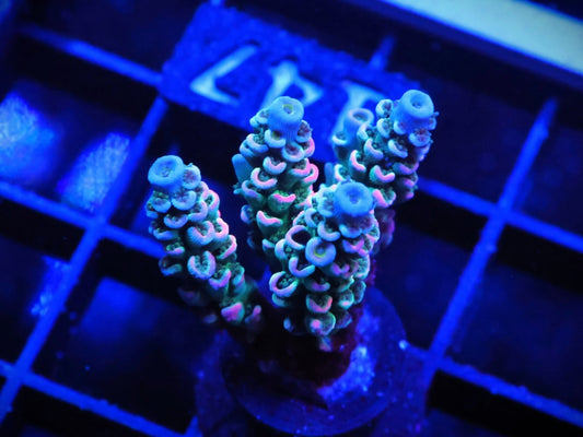 Indo Premium Rainbow Tenuis Acropora - WYSIWYG