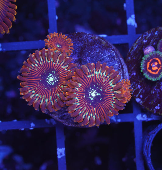 Magician Zoanthid - Aquacultured WYSIWYG