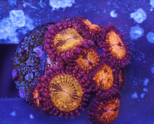 Pandora Zoanthid - Aquacultured WYSIWYG