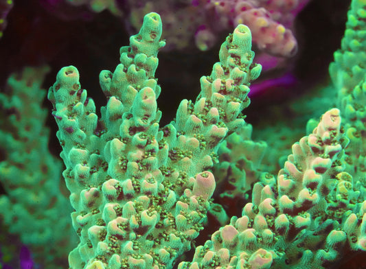 Dan Aykroyd Acropora - Aquacultured Stock Frag