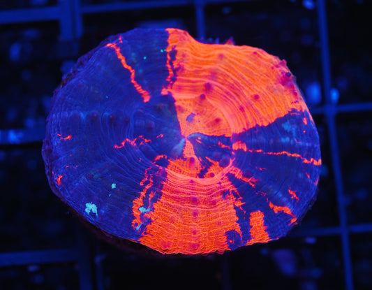 Warpaint Scoly - Aquacultured WYSIWYG